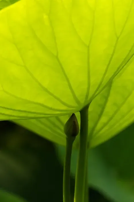 Framed Print : USA; North Carolina; Lotus leaf and bud with back lighting Framed Print : USA; North Carolina; Lotus leaf and bud with back lighting