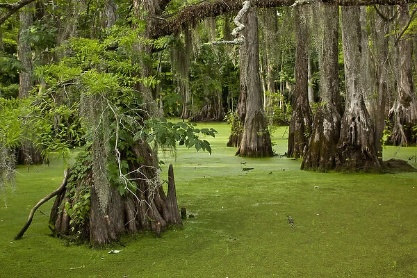 USA, North Carolina, Merchants Millpond State Park, Cypress trees growing in swamp