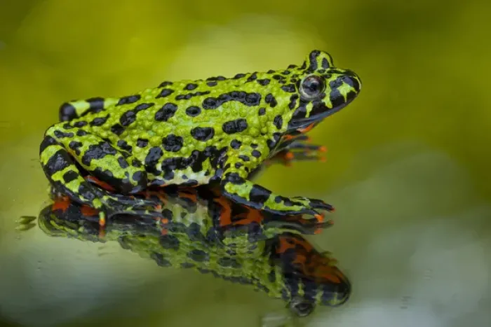 Framed Print : USA, North Carolina. Oriental fire-belled toad on glass to show belly color. Credit as Framed Print : USA, North Carolina. Oriental fire-belled toad on glass to show belly color. Credit as