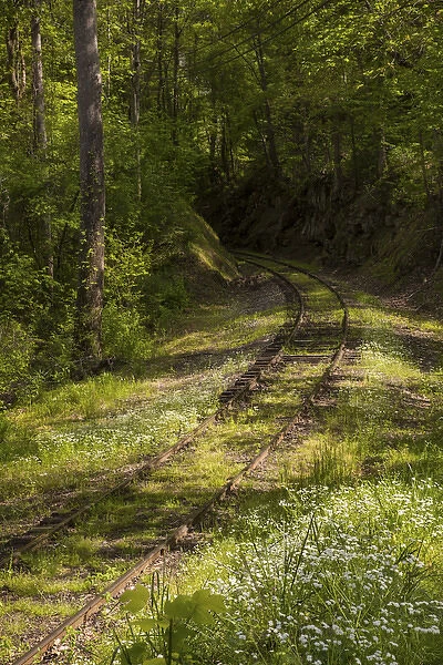 USA, North Carolina. Overgrown abandoned rail line