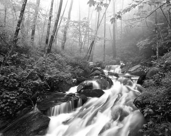 USA, North Carolina, Pisgah National Forest, View of Cove creek covered with fog