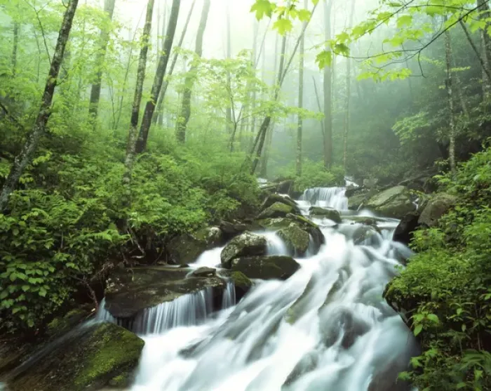 Framed Print : USA, North Carolina, Pisgah National Forest, View of Cove creek covered with fog Framed Print : USA, North Carolina, Pisgah National Forest, View of Cove creek covered with fog
