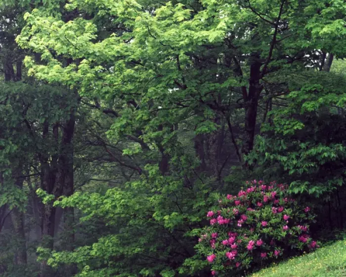 Framed Print : USA, North Carolina, Pisgah National Forest, Catawba Rhododendron in a foggy deciduous Framed Print : USA, North Carolina, Pisgah National Forest, Catawba Rhododendron in a foggy deciduous