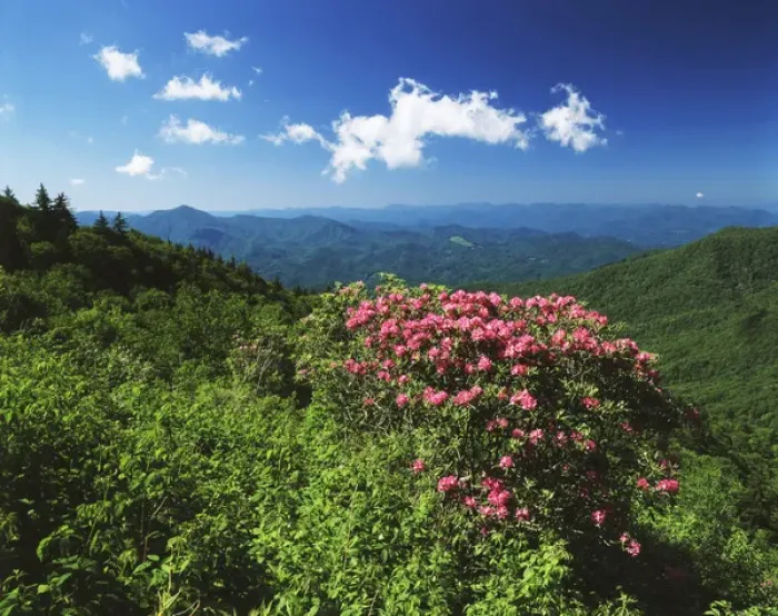 Framed Print : USA, North Carolina, Pisgah National Forest, Catawba rhododendrons along Blue Ridge Framed Print : USA, North Carolina, Pisgah National Forest, Catawba rhododendrons along Blue Ridge