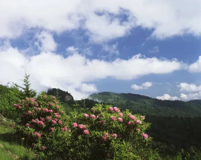 Framed Print : USA, North Carolina, Pisgah National Forest, Catawba rhododendrons along Blue Ridge Framed Print : USA, North Carolina, Pisgah National Forest, Catawba rhododendrons along Blue Ridge