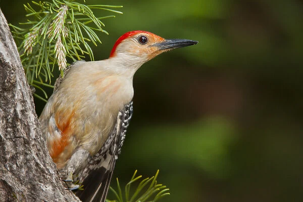 USA, North Carolina. Red-headed woodpecker on tree