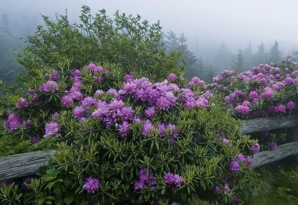 USA, North Carolina, Roan Mountain. Catawba rhododendrons along fence on foggy day