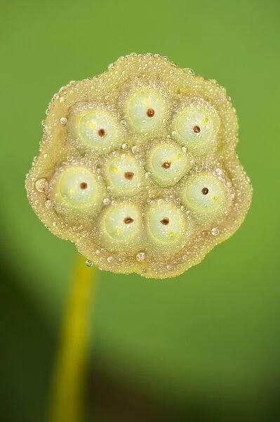 USA; North Carolina; Seed-case of lotus flower