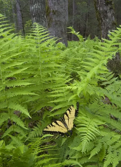 Framed Print : USA, North Carolina. Swallowtail butterfly on fern Framed Print : USA, North Carolina. Swallowtail butterfly on fern