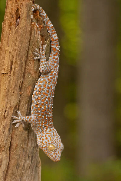 USA, North Carolina. Tokay gecko on a tree stump