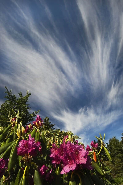 USA, North Carolina. USA, North Carolina. Catawba rhododenrons and sky. Credit as