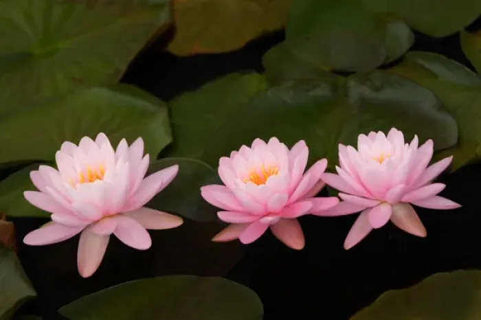 Framed Print : USA; North Carolina; Water lilies