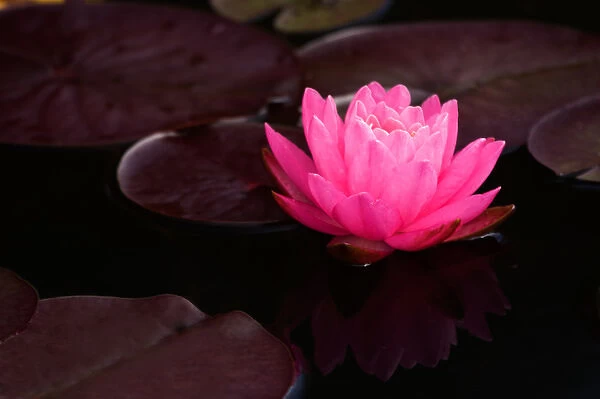 USA; North Carolina; Water lily