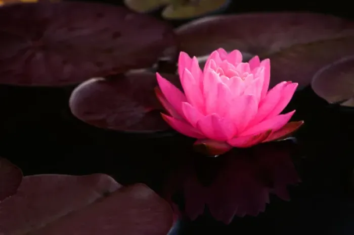 Framed Print : USA; North Carolina; Water lily Framed Print : USA; North Carolina; Water lily