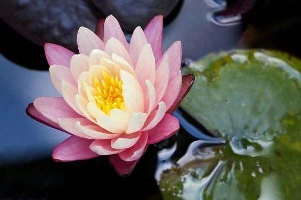 USA; North Carolina; Water lily blooming in a garden