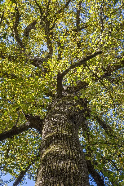 USA, North Carolina. Yellow poplar tree in Joyce Kilmer Memorial Forest. Credit as