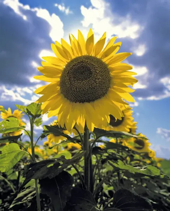 Framed Print : USA, North Dakota, Cass Co. Its easy to see how the sunflower got its name, in Cass County