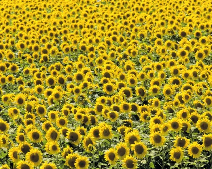 Framed Print : USA, North Dakota, Cass Co. An endless field of golden sunflowers, in Cass County Framed Print : USA, North Dakota, Cass Co. An endless field of golden sunflowers, in Cass County