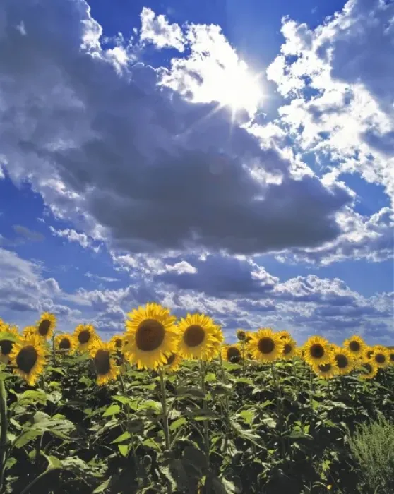 Framed Print : USA, North Dakota, Cass Co. A sunflower brigade marches beneath a dramatic sky in Cass County
