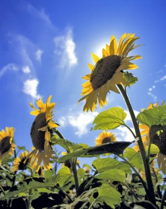 Framed Print : USA, North Dakota, Cass Co. These sunflowers seem to have replaced the sun in its bright blue sky Framed Print : USA, North Dakota, Cass Co. These sunflowers seem to have replaced the sun in its bright blue sky