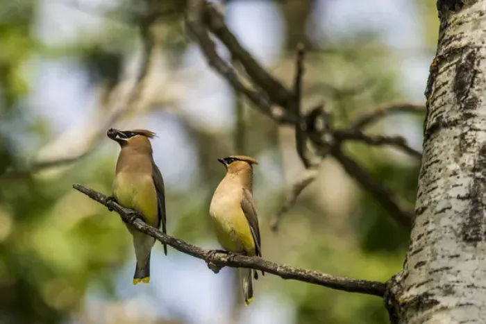 Framed Print : USA, North Dakota. Cedar Waxwings Framed Print : USA, North Dakota. Cedar Waxwings