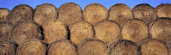 USA, North Dakota, Dunn Co. Rolls of hay glimmer like stacked, burnished pennies