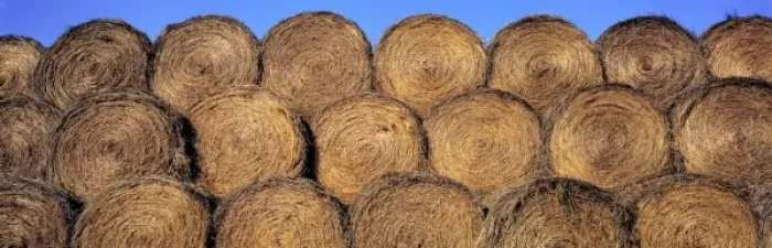 Framed Print : USA, North Dakota, Dunn Co. Rolls of hay glimmer like stacked, burnished pennies