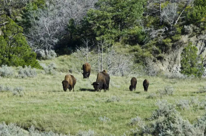 Framed Print : USA, North Dakota, Medora. Theodore Roosevelt National Park, South Unit, Bison Grazing Framed Print : USA, North Dakota, Medora. Theodore Roosevelt National Park, South Unit, Bison Grazing