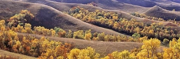USA, North Dakota, New Town. Cottonwoods in fall color fill the coulees near New