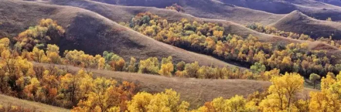 Framed Print : USA, North Dakota, New Town. Cottonwoods in fall color fill the coulees near New