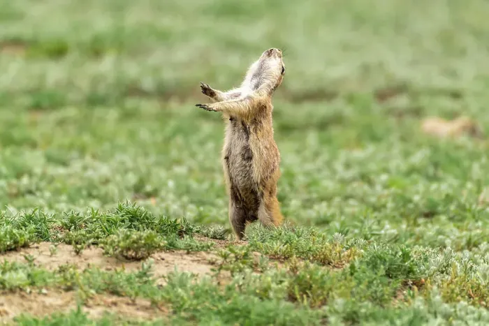 Framed Print : USA, North Dakota, Theodore Roosevelt National Park. Prairie dog barks a warning