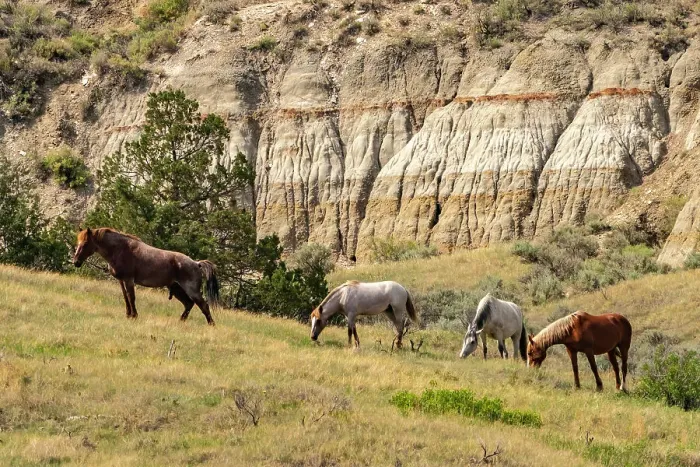 Framed Print : USA, North Dakota, Theodore Roosevelt National Park. Wild horses in canyon Framed Print : USA, North Dakota, Theodore Roosevelt National Park. Wild horses in canyon