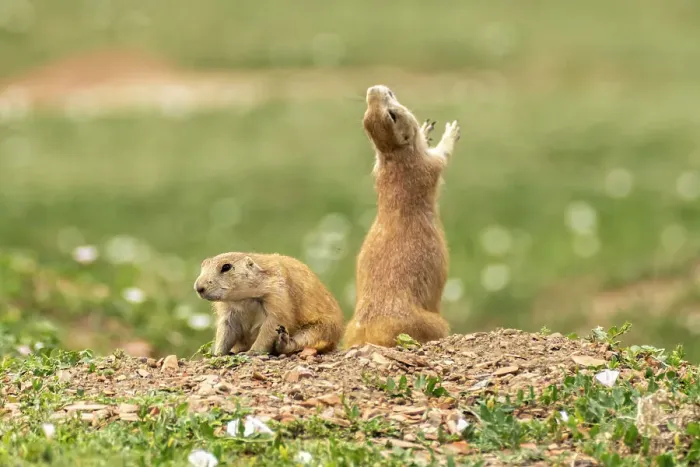 Framed Print : USA, North Dakota, Theodore Roosevelt National Park. Prairie dog barks a warning Framed Print : USA, North Dakota, Theodore Roosevelt National Park. Prairie dog barks a warning
