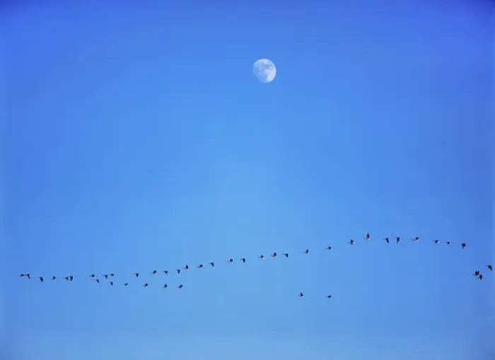 Framed Print : USA, North Dakota, Washburn. A flock of Canada geese flies below an almost full moon near Washburn Framed Print : USA, North Dakota, Washburn. A flock of Canada geese flies below an almost full moon near Washburn