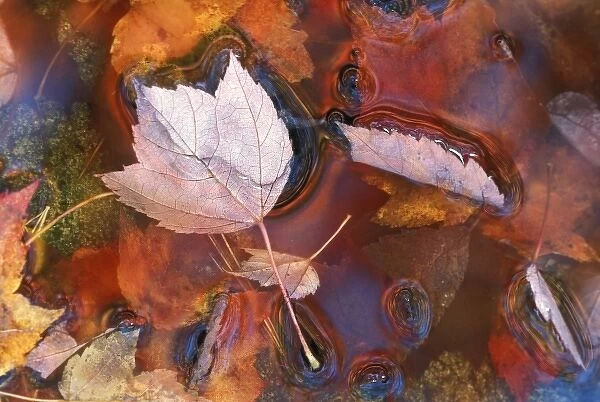 USA, Northeast, Fall leaves in puddle with reflections