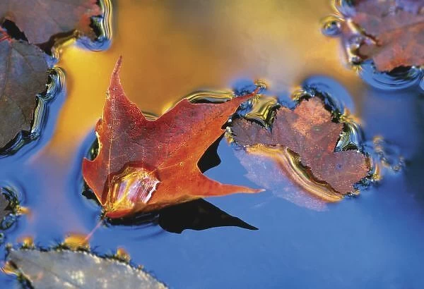 USA, Northeast, Maple Leaf in Reflection Floating Down Stream. Credit as: Nancy Rotenberg