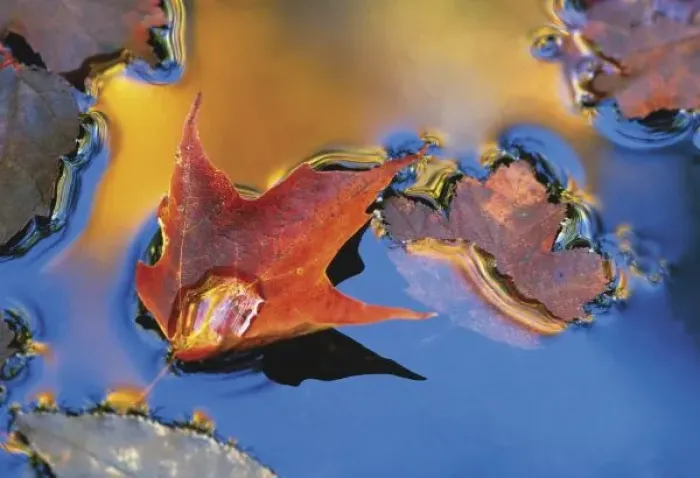 Framed Print : USA, Northeast, Maple Leaf in Reflection Floating Down Stream. Credit as: Nancy Rotenberg