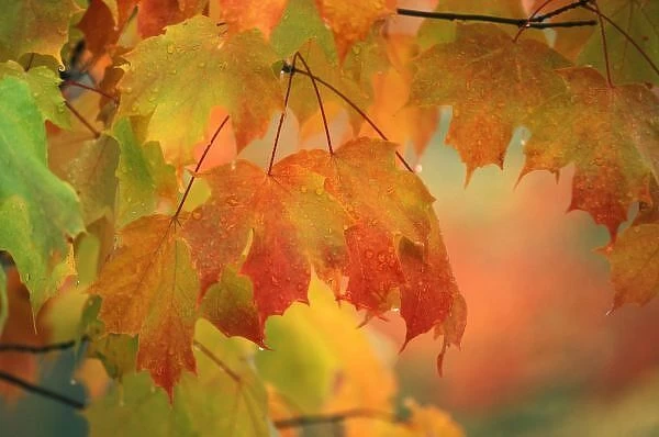 USA, Northeast, Maple Leaves in Rain