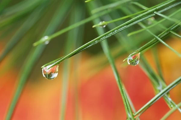 USA, Northeast, Pine tree needles with drops of rain and fall reflections