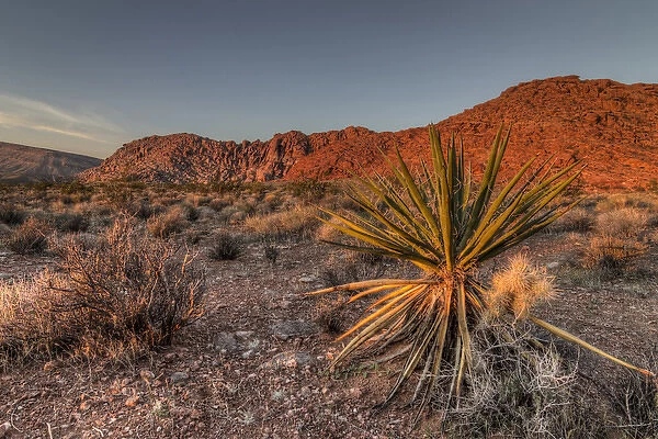 USA, NV. Red Rock Canyon National Conservation Area. Mojave Yucca amidst the desert landscape