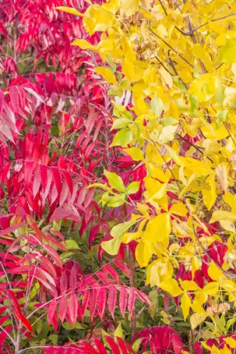 Framed Print : USA, Ogle County, Illinois, Autumn colors of yellow and red Framed Print : USA, Ogle County, Illinois, Autumn colors of yellow and red