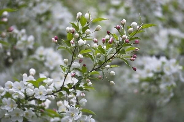 USA, Ohio. Cherry blossom branch in bloom