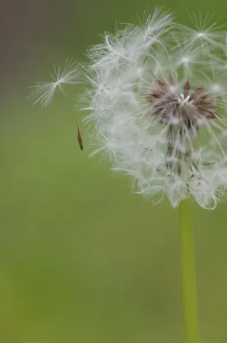 Framed Print : USA, Ohio, Cincinnati. A seedling falls off a dandelion clock