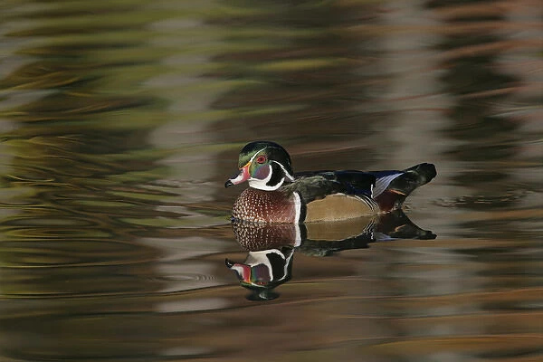 USA, Ohio, Cleveland, Chagrin Reservation. Wood duck drake swimming. Credit as: Arthur