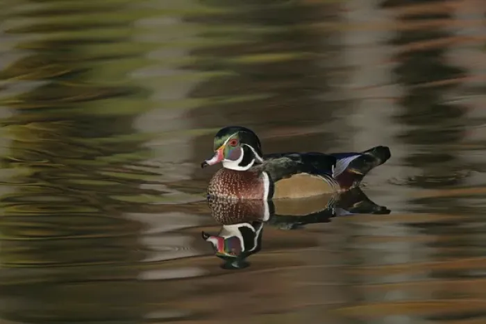Framed Print : USA, Ohio, Cleveland, Chagrin Reservation. Wood duck drake swimming. Credit as: Arthur