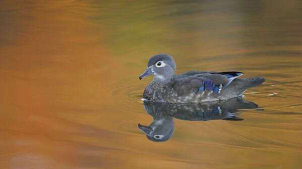 USA, Ohio, Cleveland, Chagrin Reservation. Abstract of wood duck hen swimming in gold-colored water