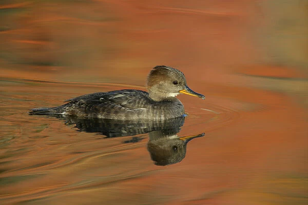 USA, Ohio, Cleveland. Close-up of female hooded merganser moving in water. Credit as