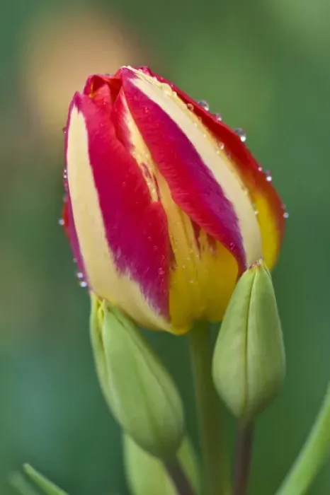 Framed Print : USA, Ohio. Close-up of single tulip flower with buds. Credit as: Nancy Rotenberg Framed Print : USA, Ohio. Close-up of single tulip flower with buds. Credit as: Nancy Rotenberg