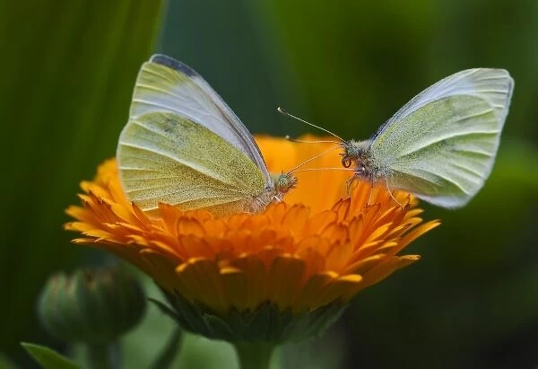 USA, Ohio. Close-up of two sulphur butterflies on zenia flower in springtime