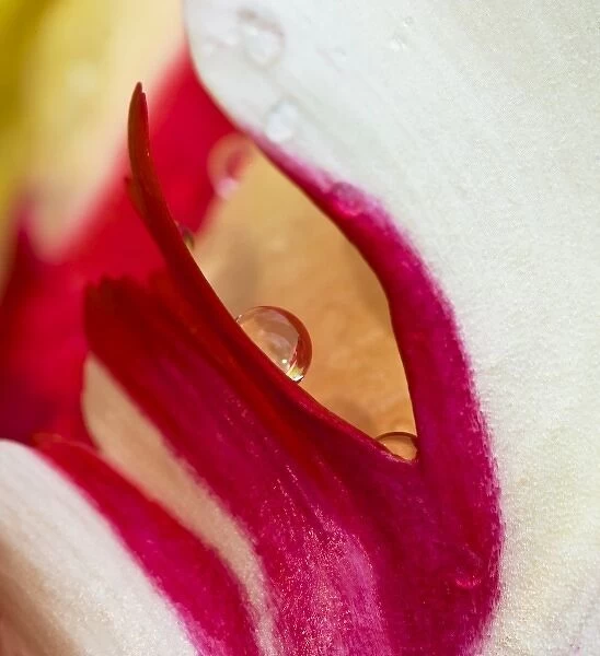 USA, Ohio. Close-up of tulip flower colors and rain drop